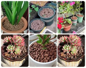 Expanded clay pebbles (LECA) layered in plant pots for superior drainage and moisture retention, perfect for orchids and indoor gardening.